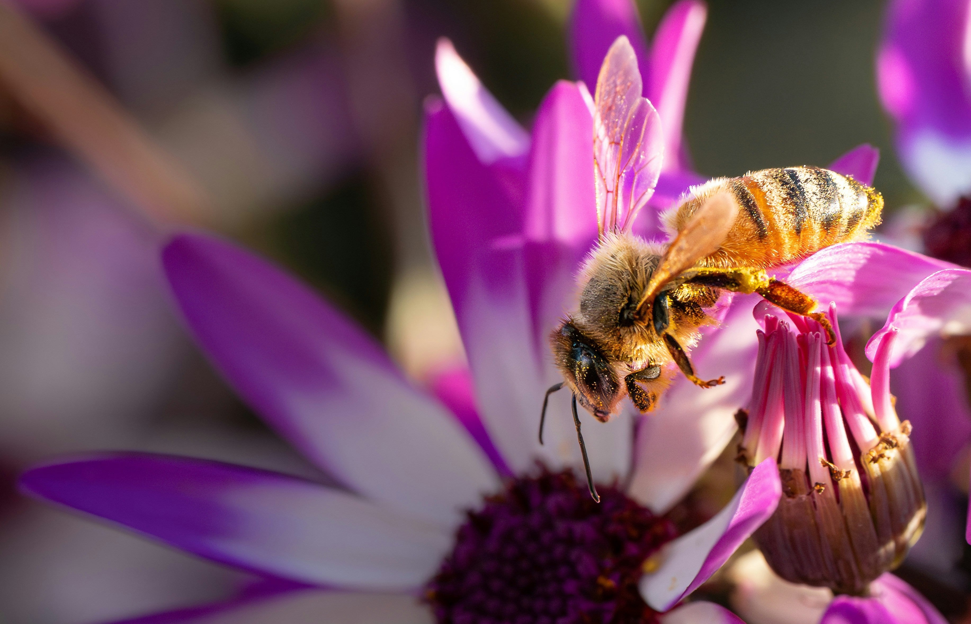 Pro Natura – Natuurlijke supplementen